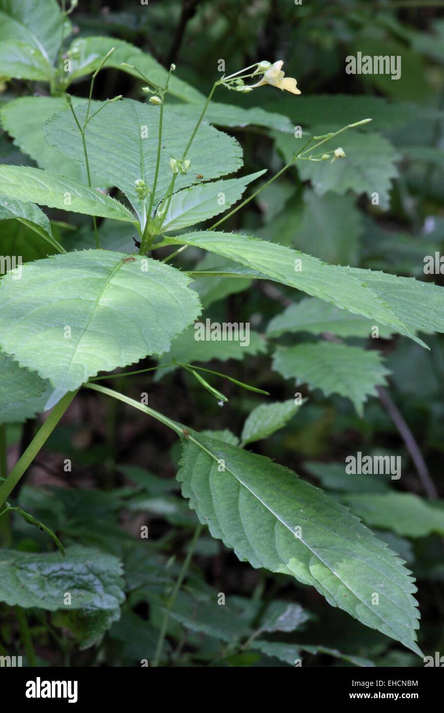 Kleines Springkraut, Impatiens parviflora Stockfoto