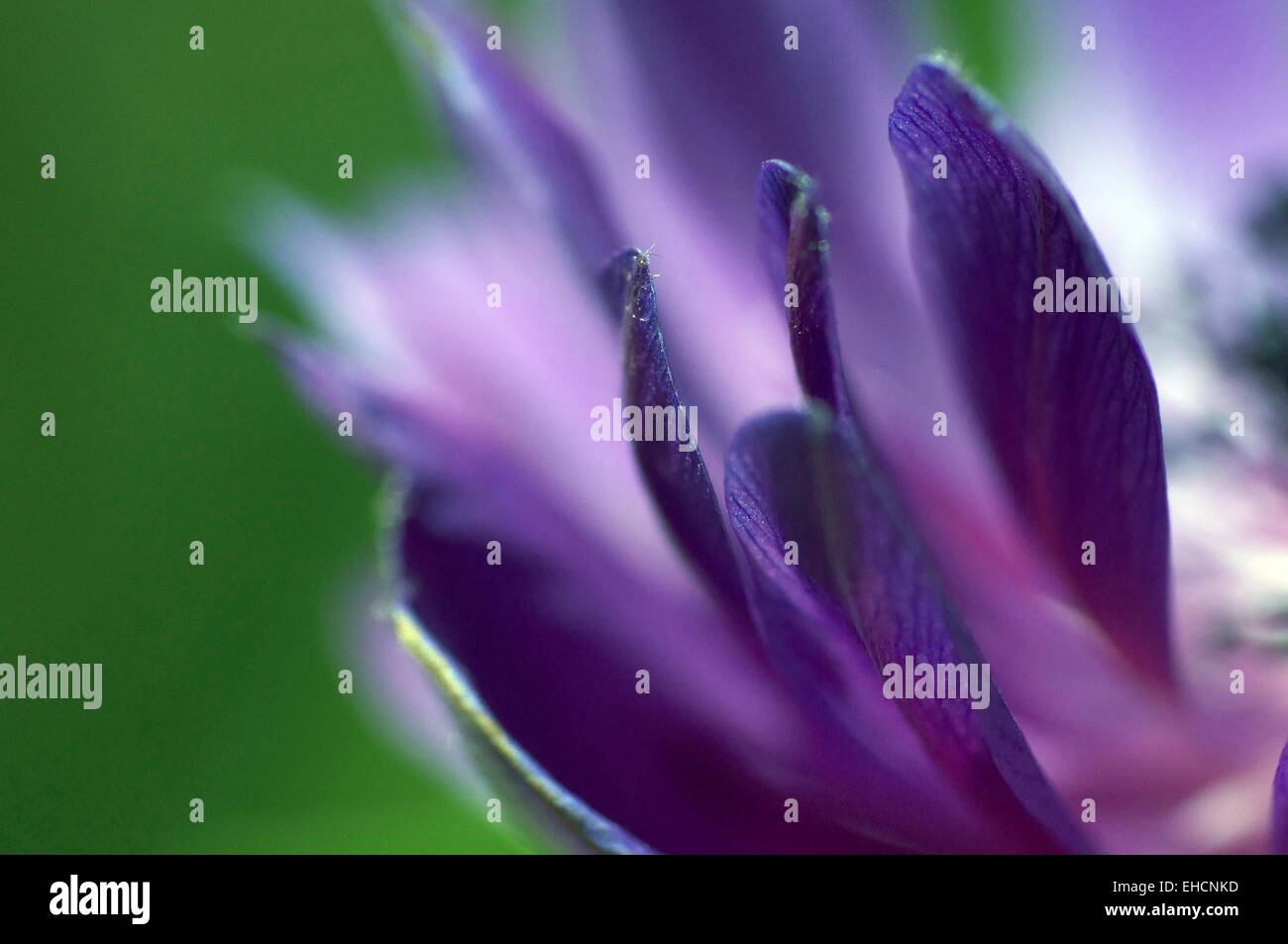 Anemone violette Blüte Stockfoto