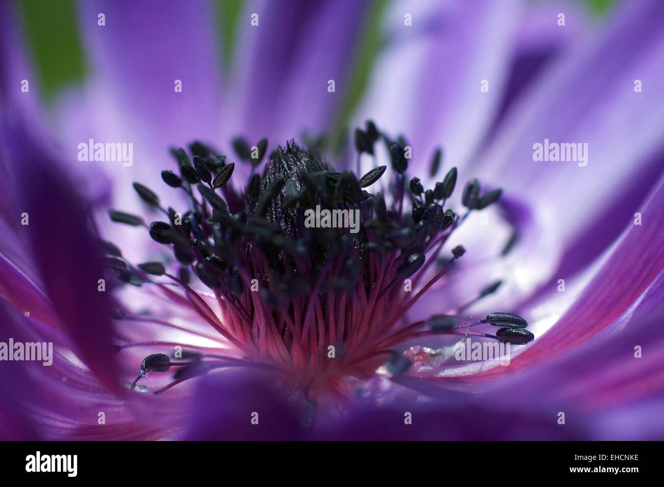 Anemone Blüte, violette Blüte Stockfoto