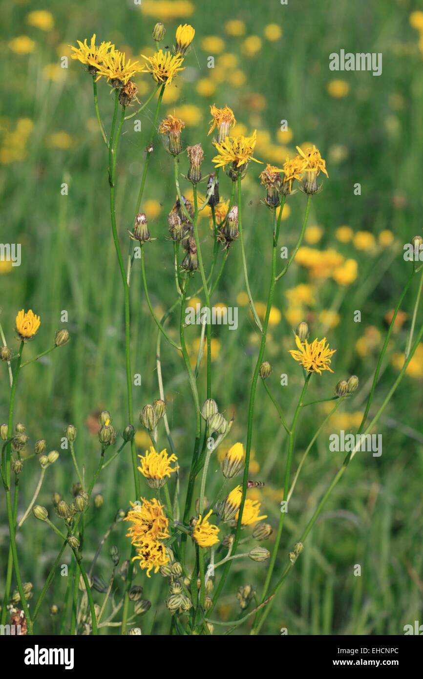 Rough Hawksbeard, Crepis biennis Stockfoto