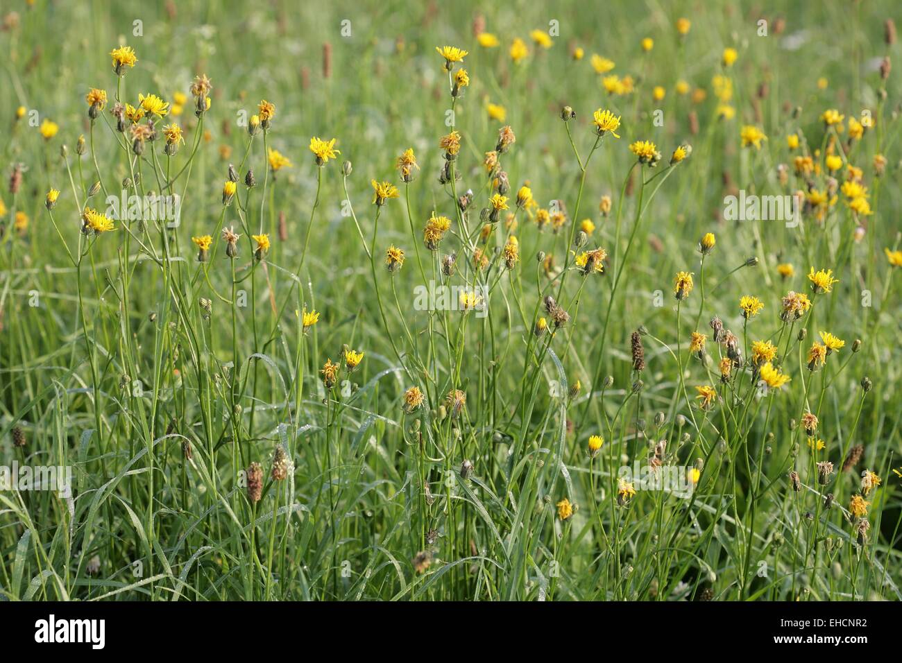 Grobe Hawk-Bart, Crepis biennis Stockfoto