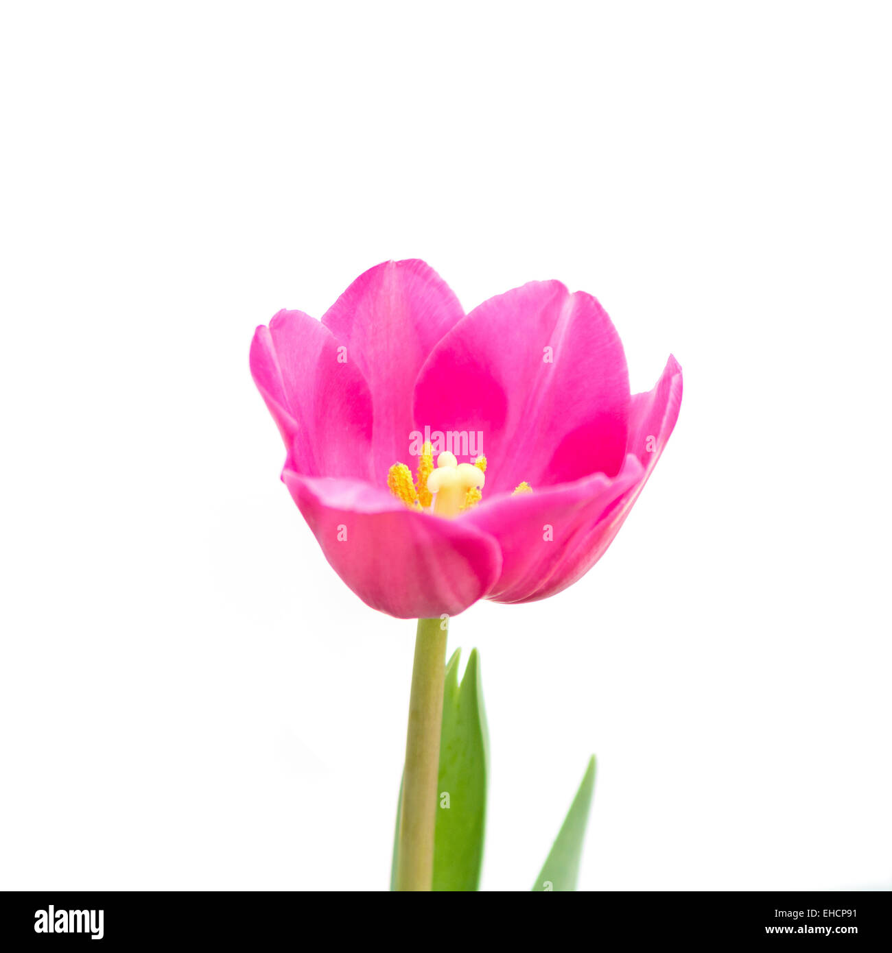 Schöne rosa Tulpe Blume, isoliert auf weißem Hintergrund. Stockfoto