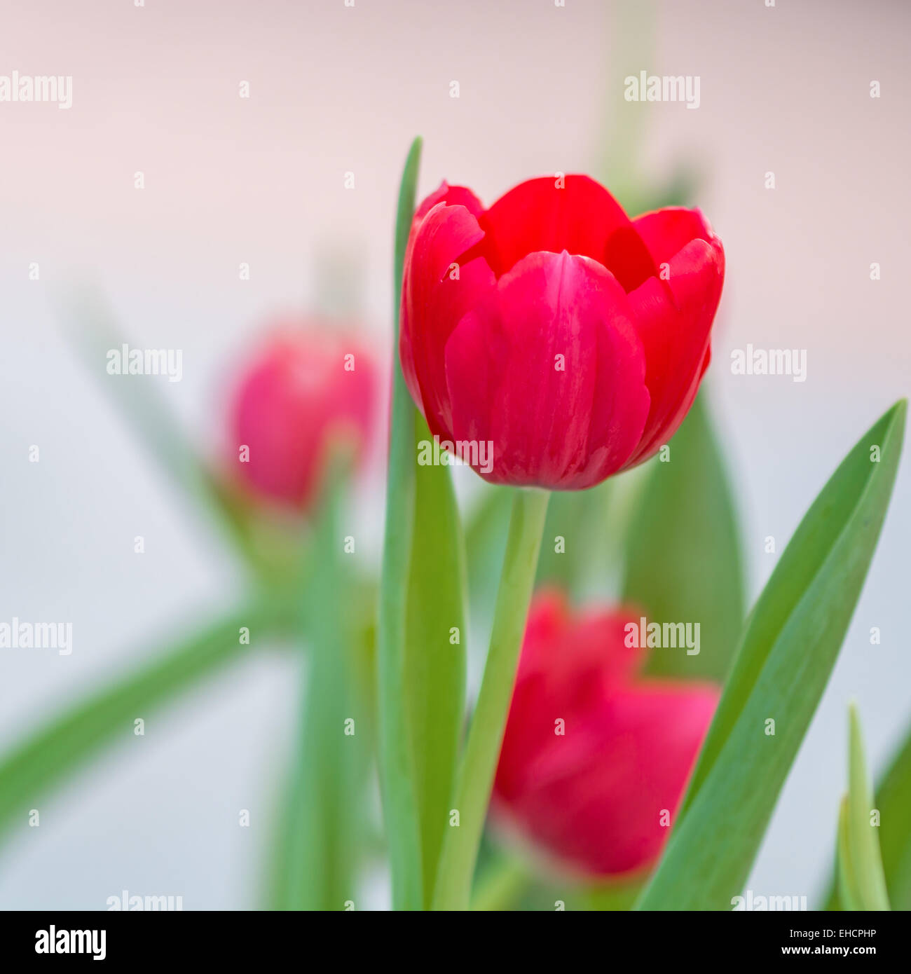 Schöne rote Tulpe Blume im Feld Plantage Stockfoto