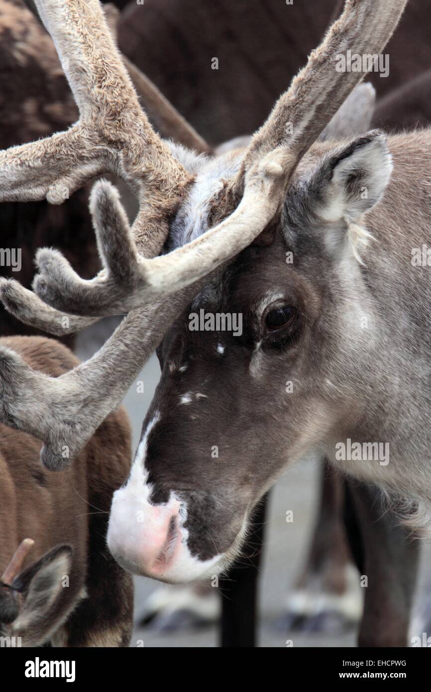 Porträt eines Stiers zahm caribou Stockfoto