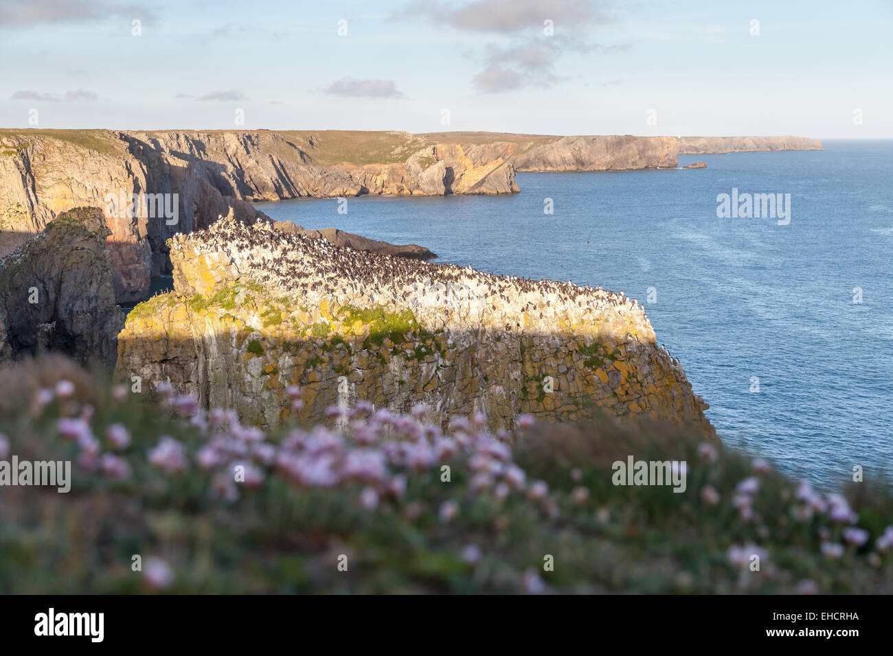 Stack Felsen Pembrokeshire Stockfoto
