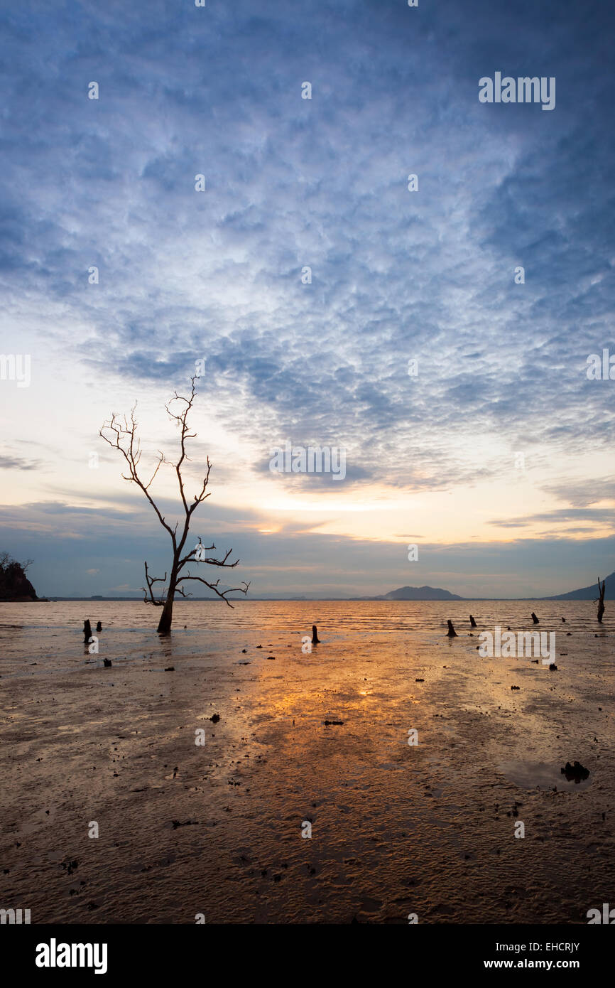 Einsamer Baum am schlammigen Strand bei Sonnenuntergang Stockfoto