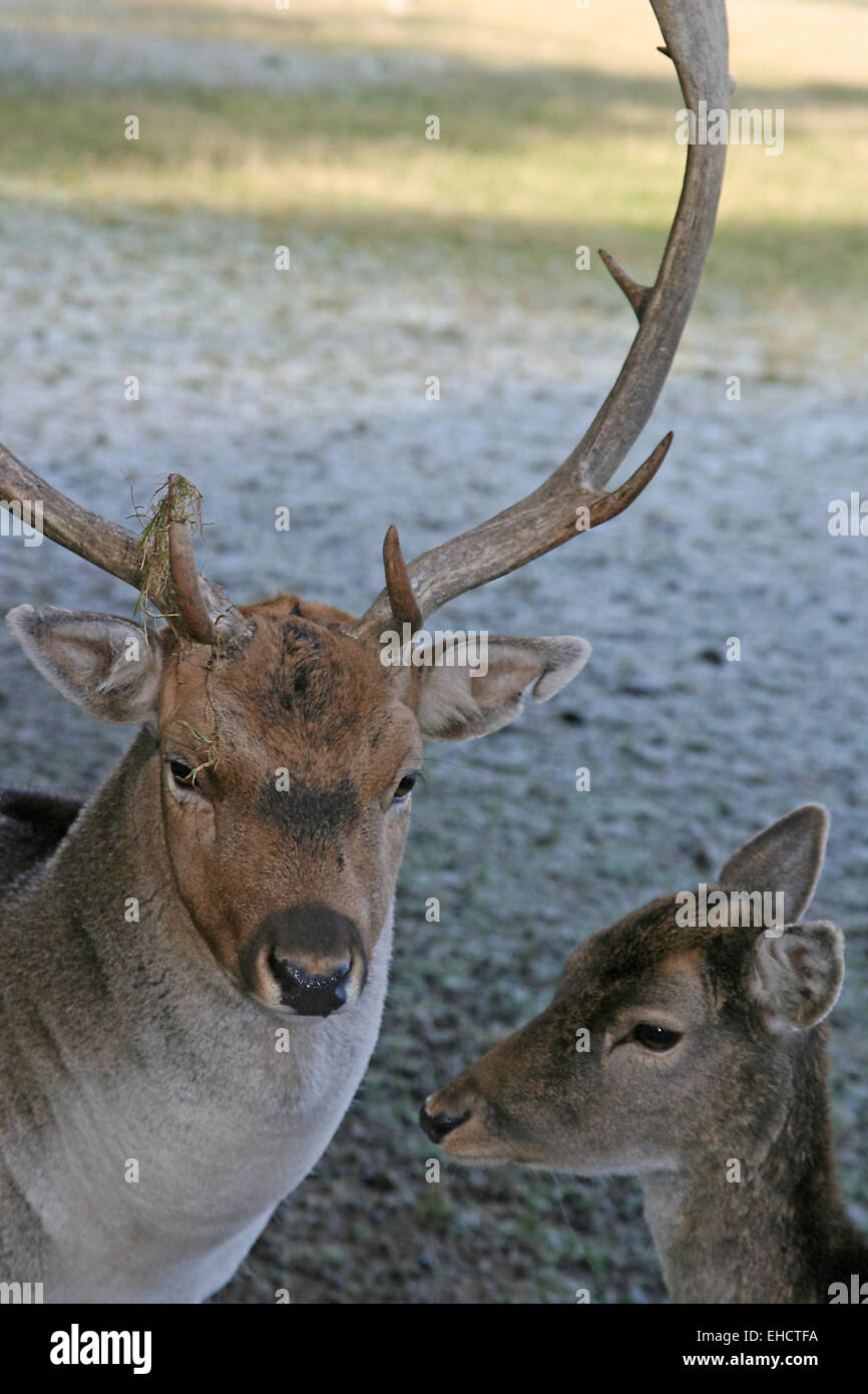 Damhirsch Stockfoto