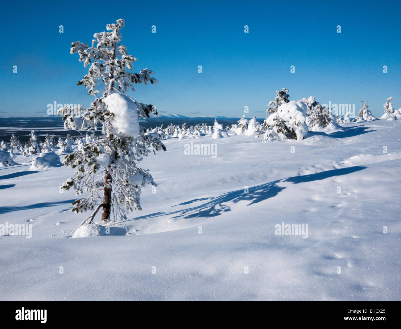 Eine Landschaftsansicht Schnee bedeckt Bäume in Lappland im Winter in Levi. Ein Winterwildnis. Stockfoto