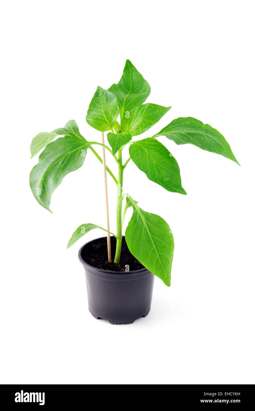 Paprika Sämling im Blumentopf auf weißem Hintergrund isoliert. Stockfoto