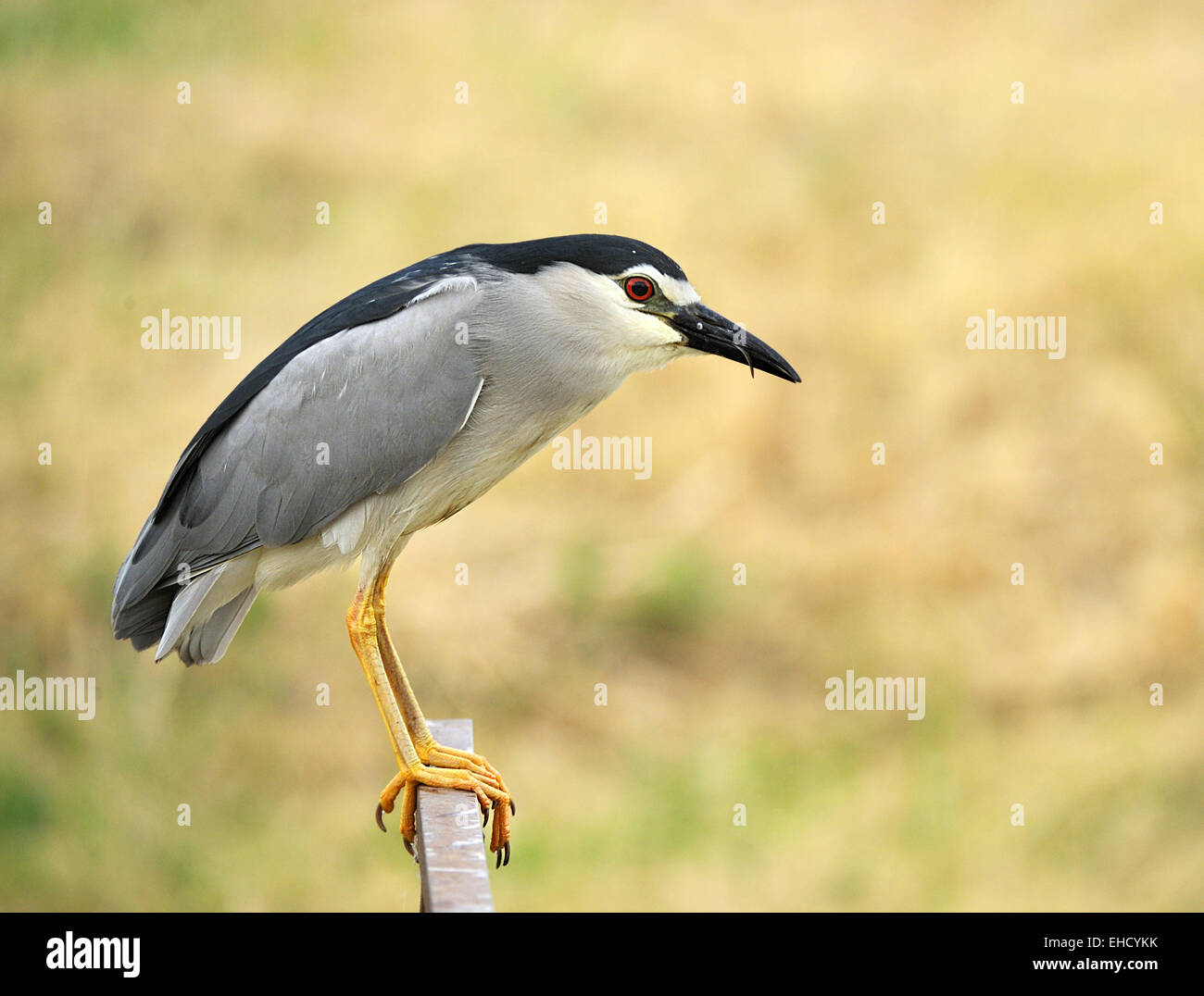 Nachtreiher Stockfoto