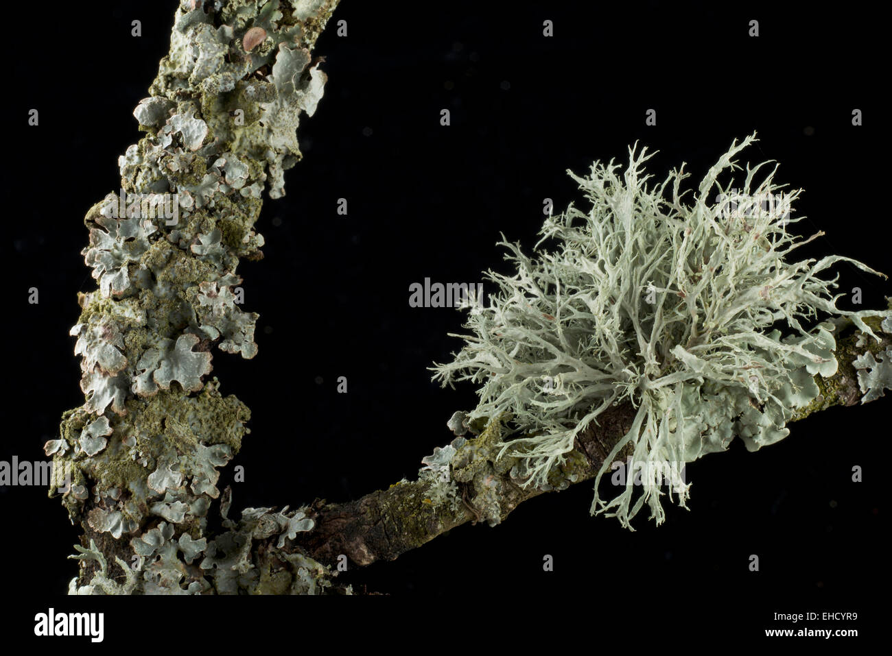 Eiche Zweig mit grünen foliose Flechten und strauchartigen fruticose Flechten bedeckt. Stockfoto