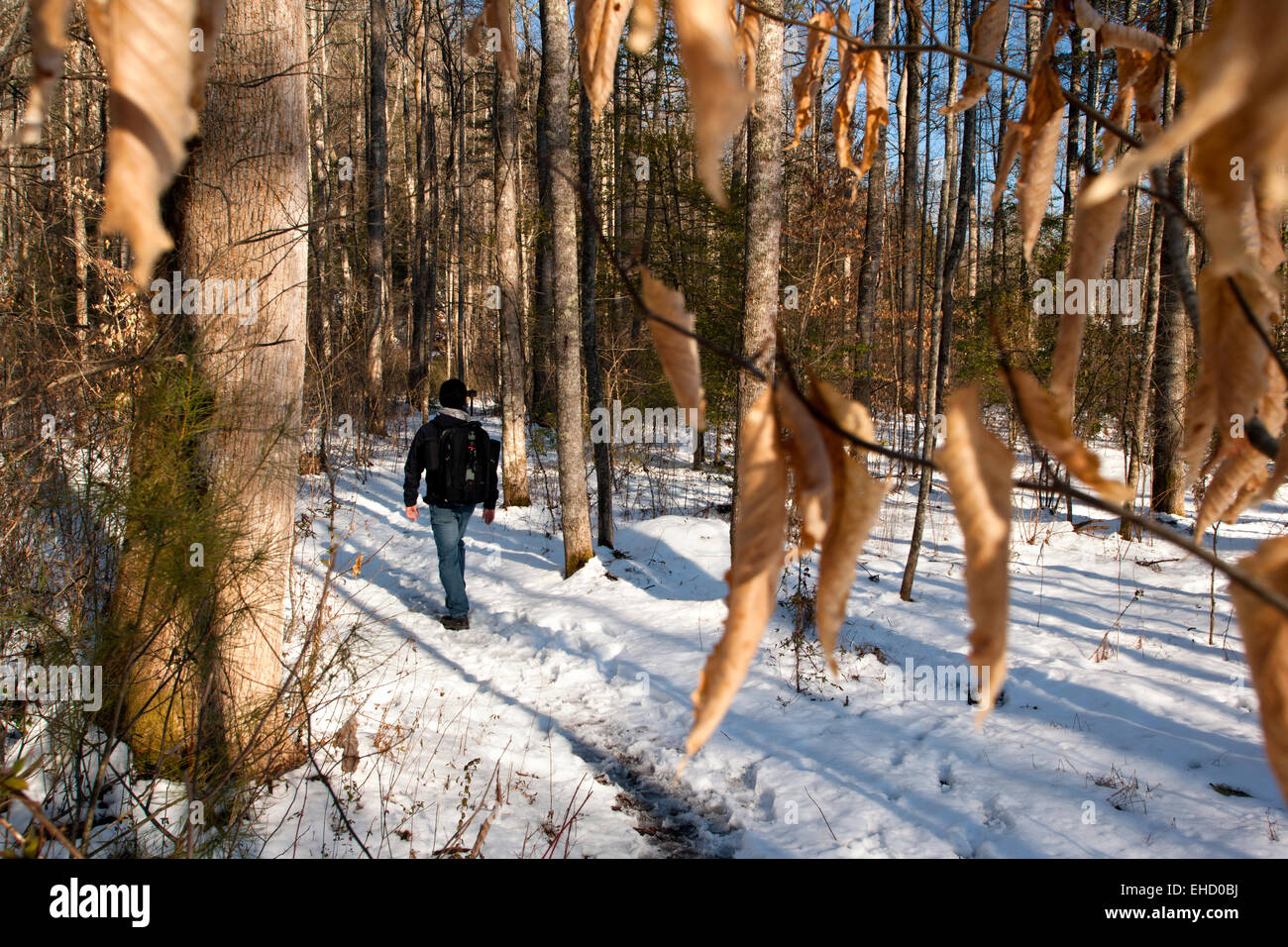 Menschen wandern auf Spuren im Pisgah National Forest in der Nähe von Davidson River - Brevard, North Carolina, USA Stockfoto
