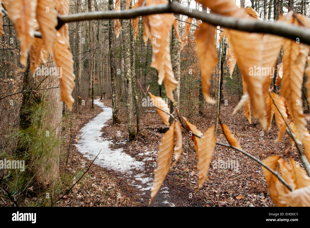 Trail im Pisgah National Forest in der Nähe von Davidson River - Brevard, North Carolina, USA Stockfoto