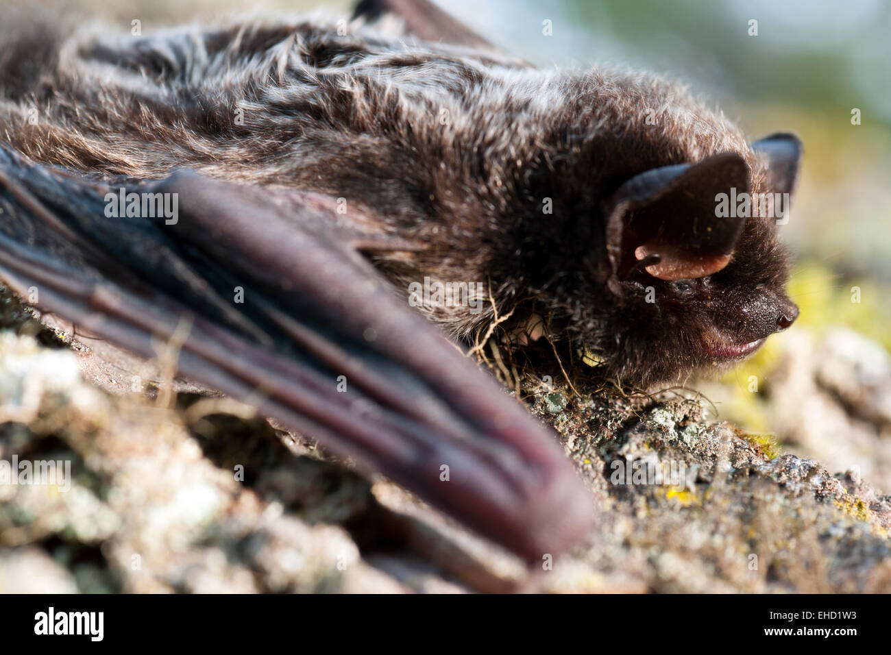 Silber-behaarten Bat (Lasionycteris Noctivagans) - Brevard, North Carolina USA Stockfoto