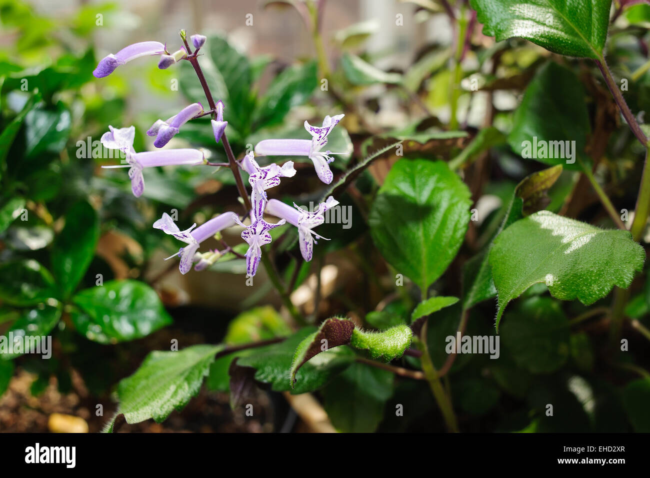 Nahaufnahme von lila Mona Lavendel Blumen in voller Blüte Stockfoto