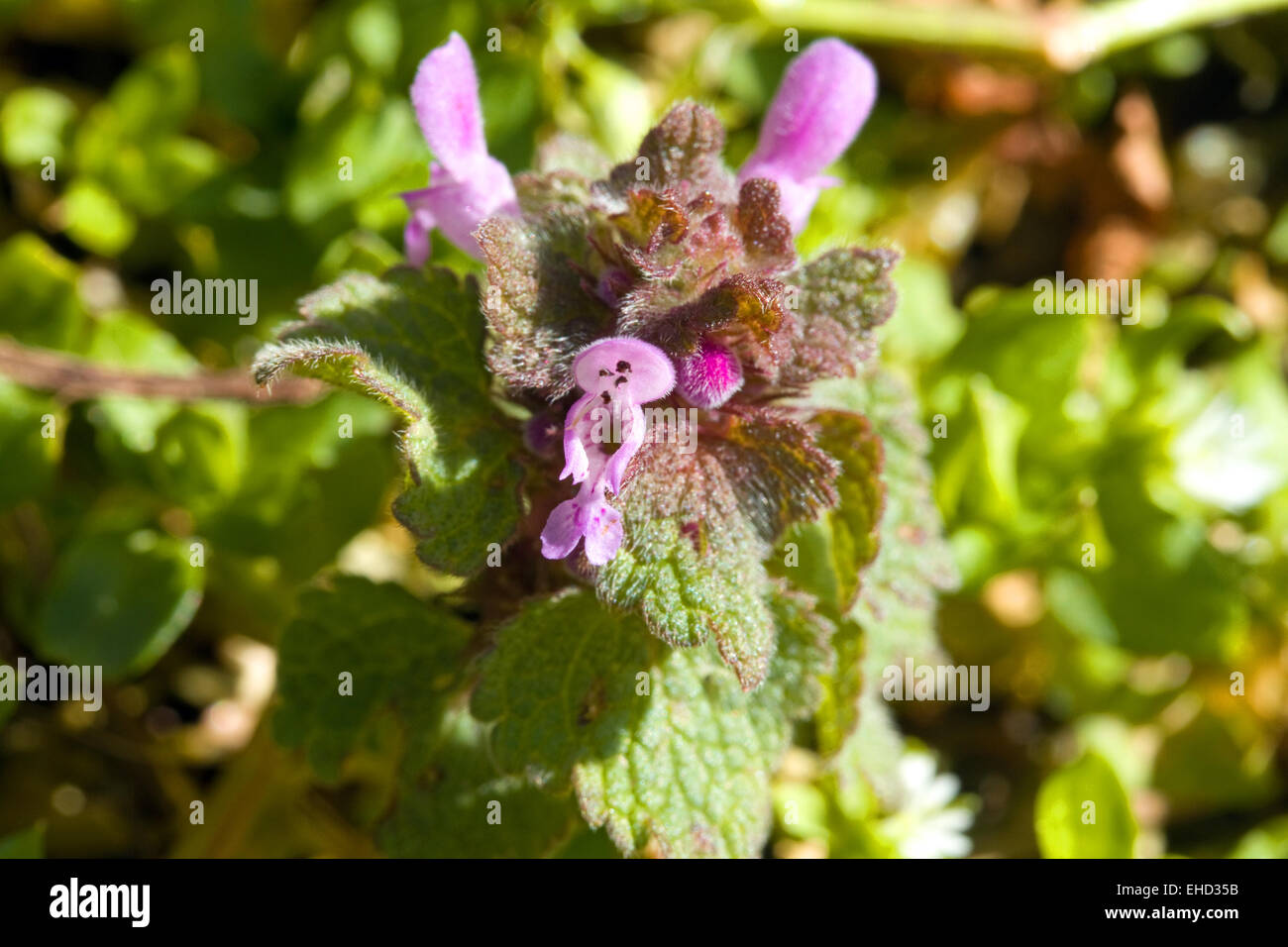 Irische und britische Wildblumen roten Toten Nessel (Lamium Album) Stockfoto