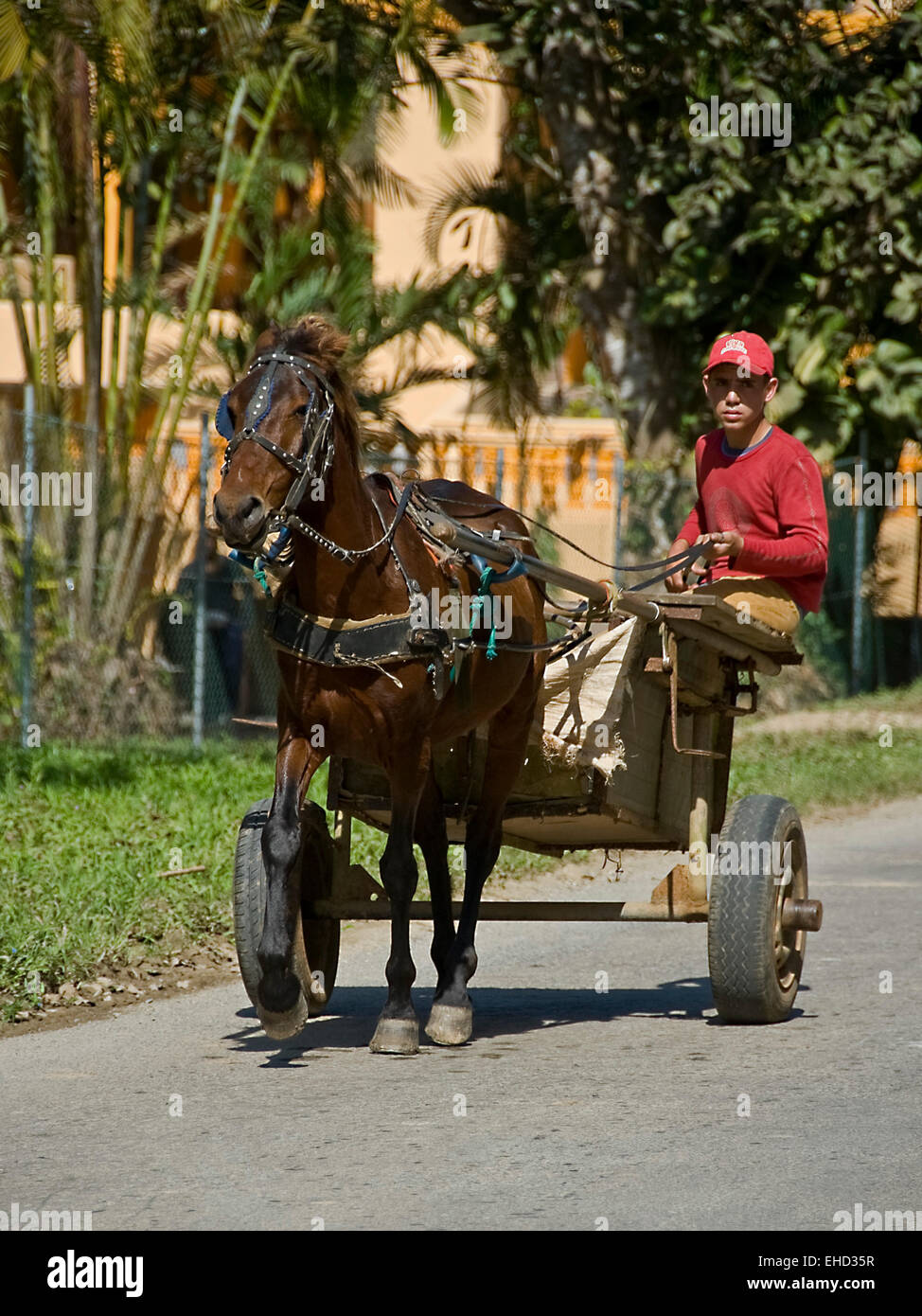 Vertikale Ansicht von einem Pony und Karren in Kuba. Stockfoto