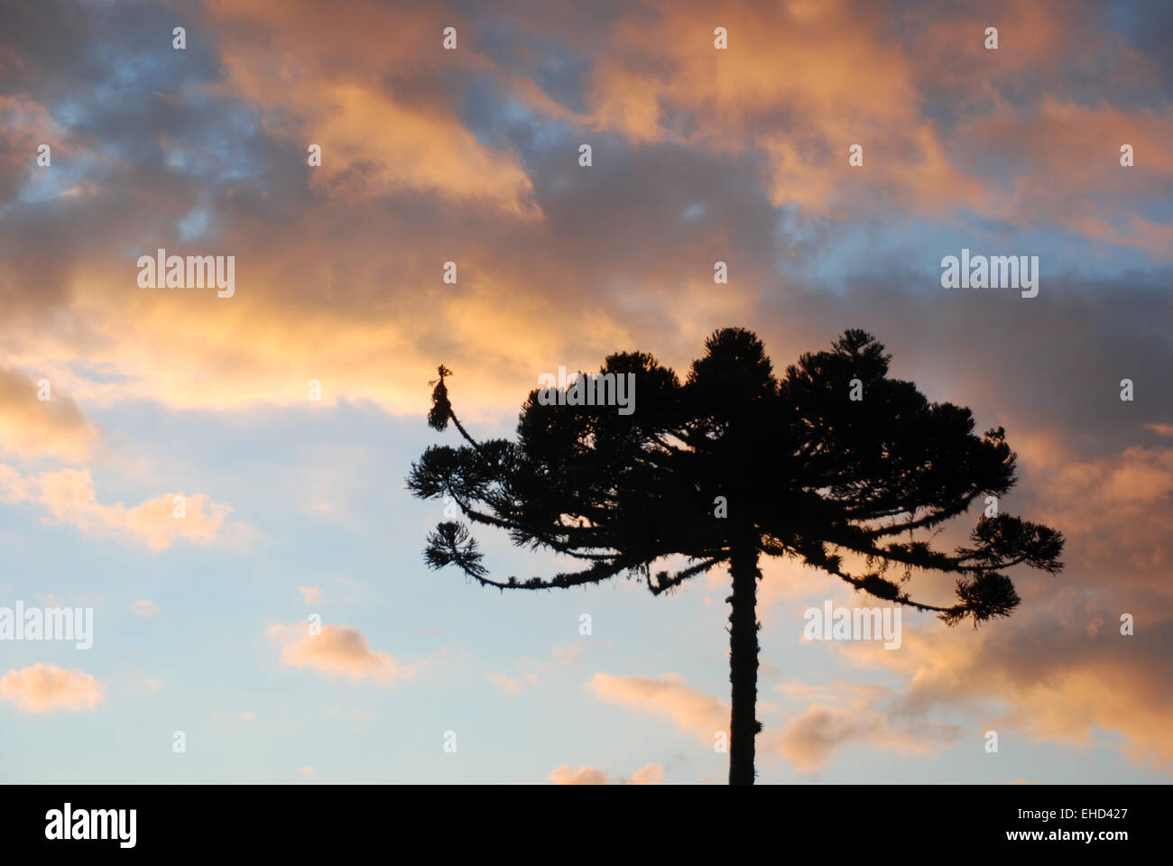 Pinheiro Stockfoto