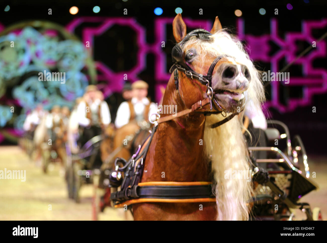 Essen, Deutschland. 12. März 2015. Haflinger sind vor einem Sulky während der Vorschau auf der Equitana in Essen, Deutschland, 12. März 2015 vorgestellt. Etwa 850 Aussteller präsentieren ihre Neuheiten auf der Weltmesse des Pferdesports vom 14. bis 22. März 2015. Rund 1000 können Pferde bewundert werden. Foto: ROLAND WEIHRAUCH/Dpa/Alamy Live News Stockfoto