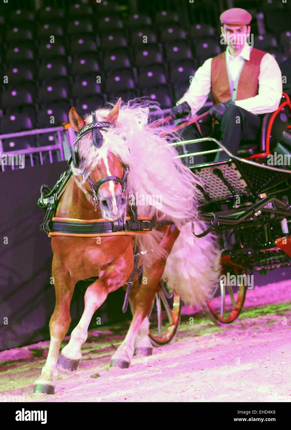 Essen, Deutschland. 12. März 2015. Haflinger sind vor einem Sulky während der Vorschau auf der Equitana in Essen, Deutschland, 12. März 2015 vorgestellt. Etwa 850 Aussteller präsentieren ihre Neuheiten auf der Weltmesse des Pferdesports vom 14. bis 22. März 2015. Rund 1000 können Pferde bewundert werden. Foto: ROLAND WEIHRAUCH/Dpa/Alamy Live News Stockfoto