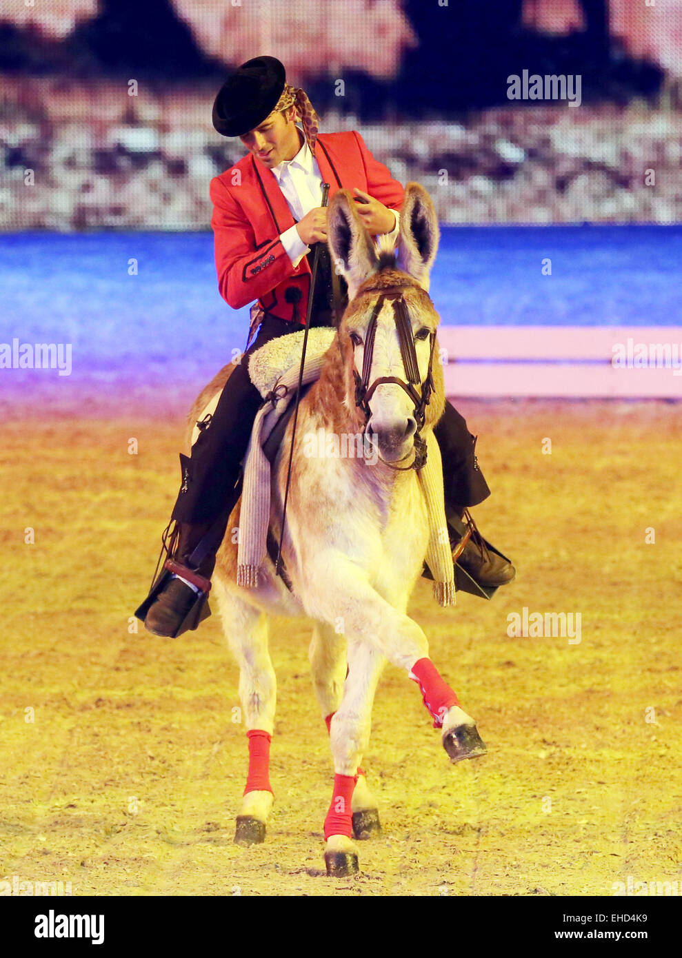 Essen, Deutschland. 12. März 2015. Ein Esel in der Dressur zeigt Carlos Roman Portillo während der Vorschau auf der Equitana in Essen, Deutschland, 12. März 2015. Etwa 850 Aussteller präsentieren ihre Neuheiten auf der Weltmesse des Pferdesports vom 14. bis 22. März 2015. Rund 1000 können Pferde bewundert werden. Foto: ROLAND WEIHRAUCH/Dpa/Alamy Live News Stockfoto