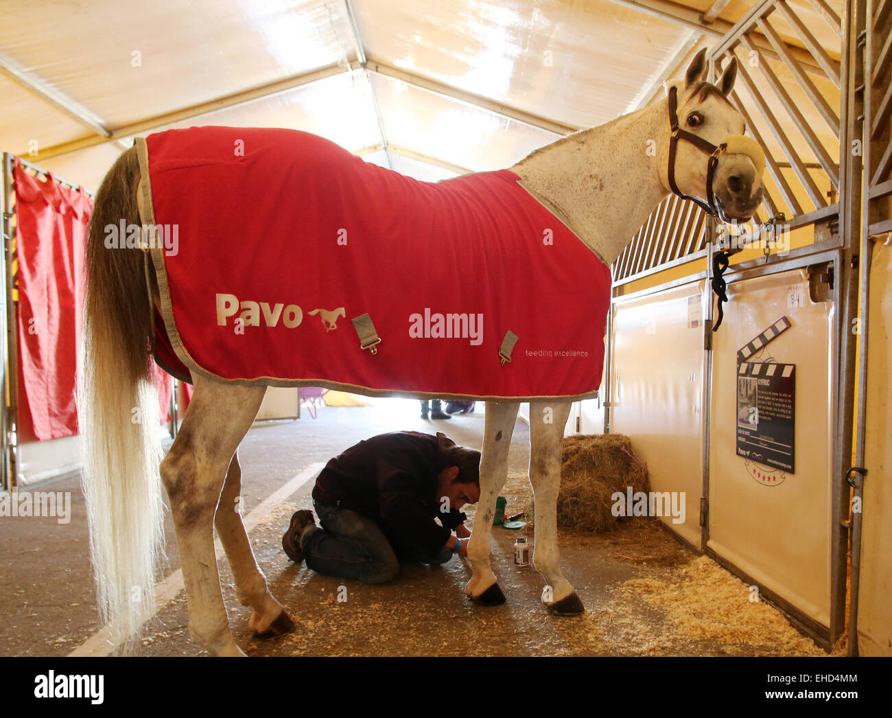 Ein elegantes weißes Pferd bekommt seinen Hufeisen befestigt in den Ställen der Equitana in Essen, Deutschland, 12. März 2015. Etwa 850 Aussteller präsentieren ihre Neuheiten auf der Weltmesse des Pferdesports vom 14. bis 22. März 2015. Rund 1000 können Pferde bewundert werden. Foto: ROLAND WEIHRAUCH/dpa Stockfoto