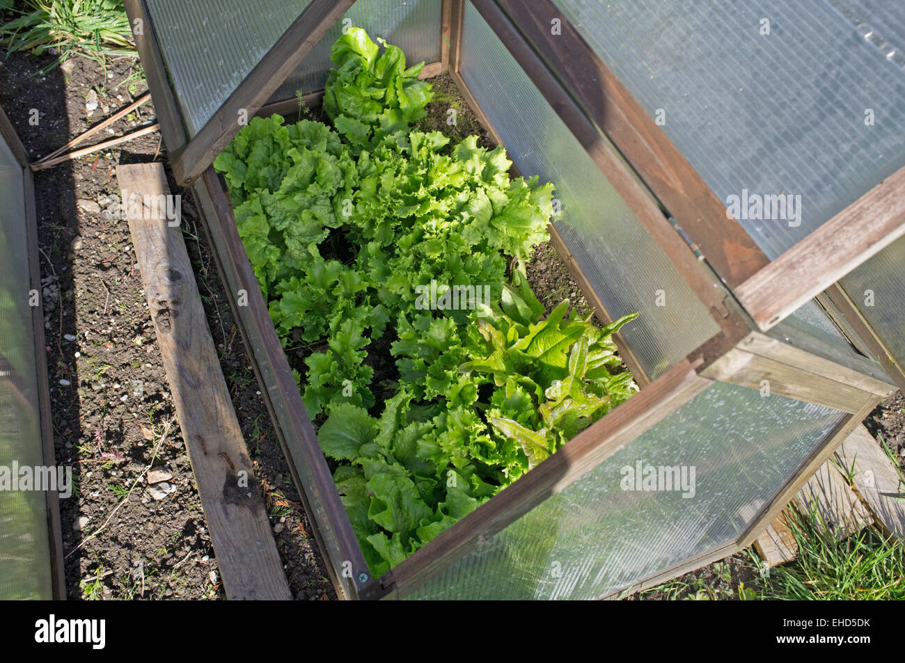 Salat in eine Cloche wächst Stockfoto