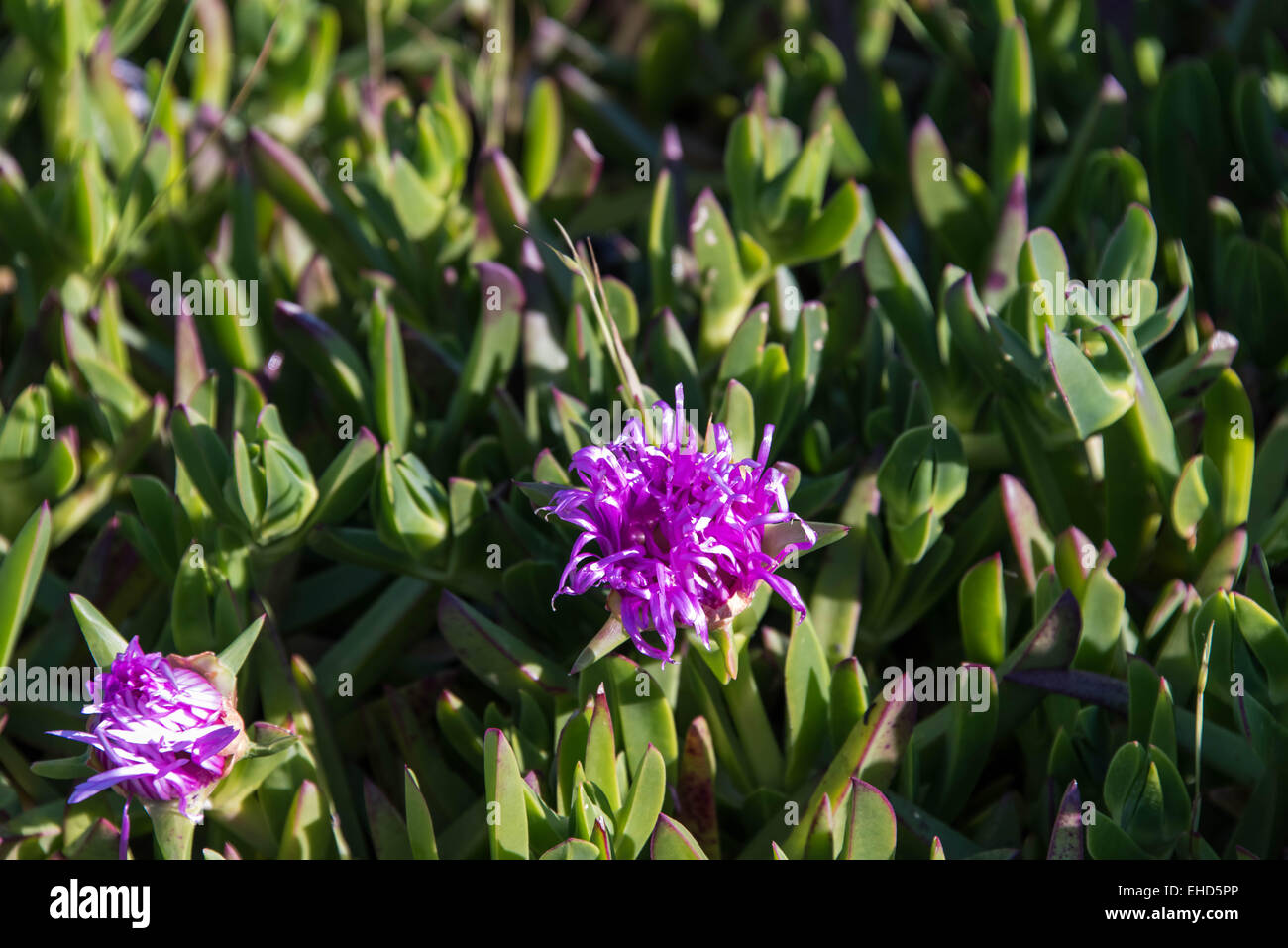 agave lophantha Agave lophantha splendida – Center Stripe Agave main image 1