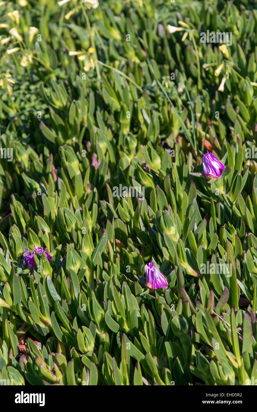 aspidistra giftig Aspidistra elatior 'Milky Way' – Seltene, elegante Zimmerpflanze –  Plantlovers main image 1