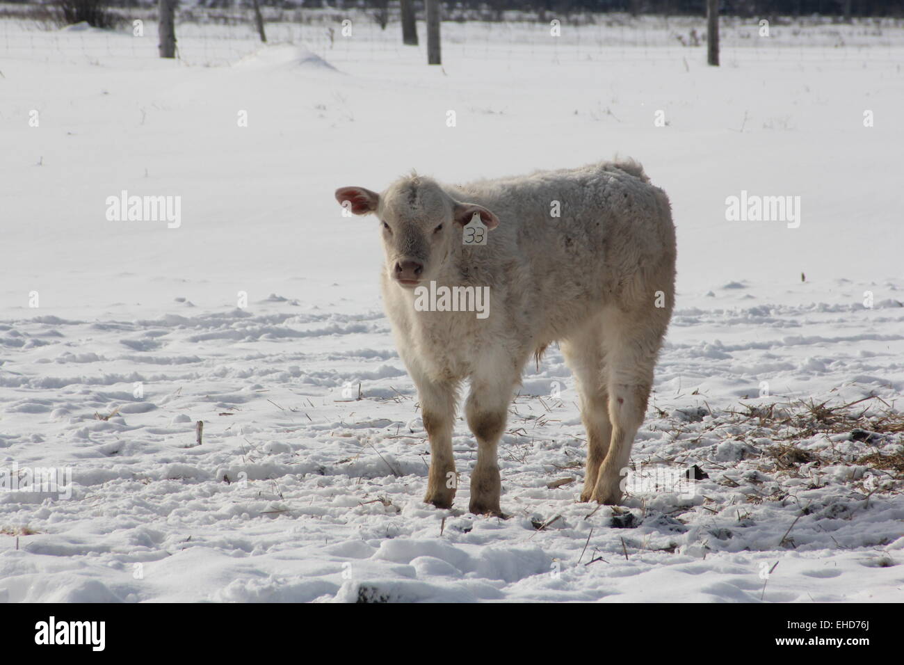 Kuh im Schnee bedeckt Feed-Transfer Hof an einem verschneiten, Wintertag Stockfoto