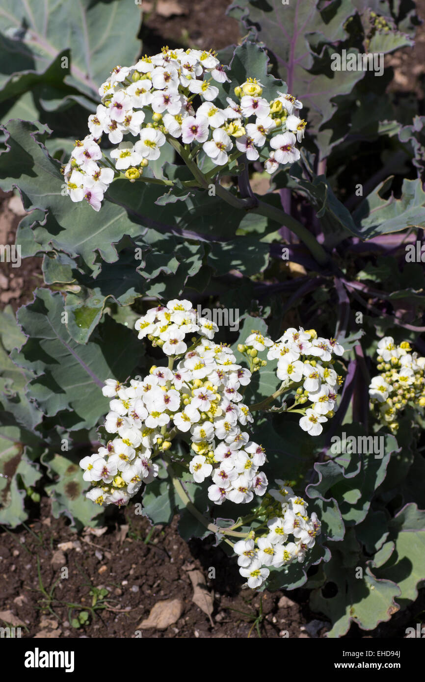 Staats-und blühende Meerkohl, Crambe Maritima, in der Regel als eine erzwungene Wintergemüse angebaut Stockfoto