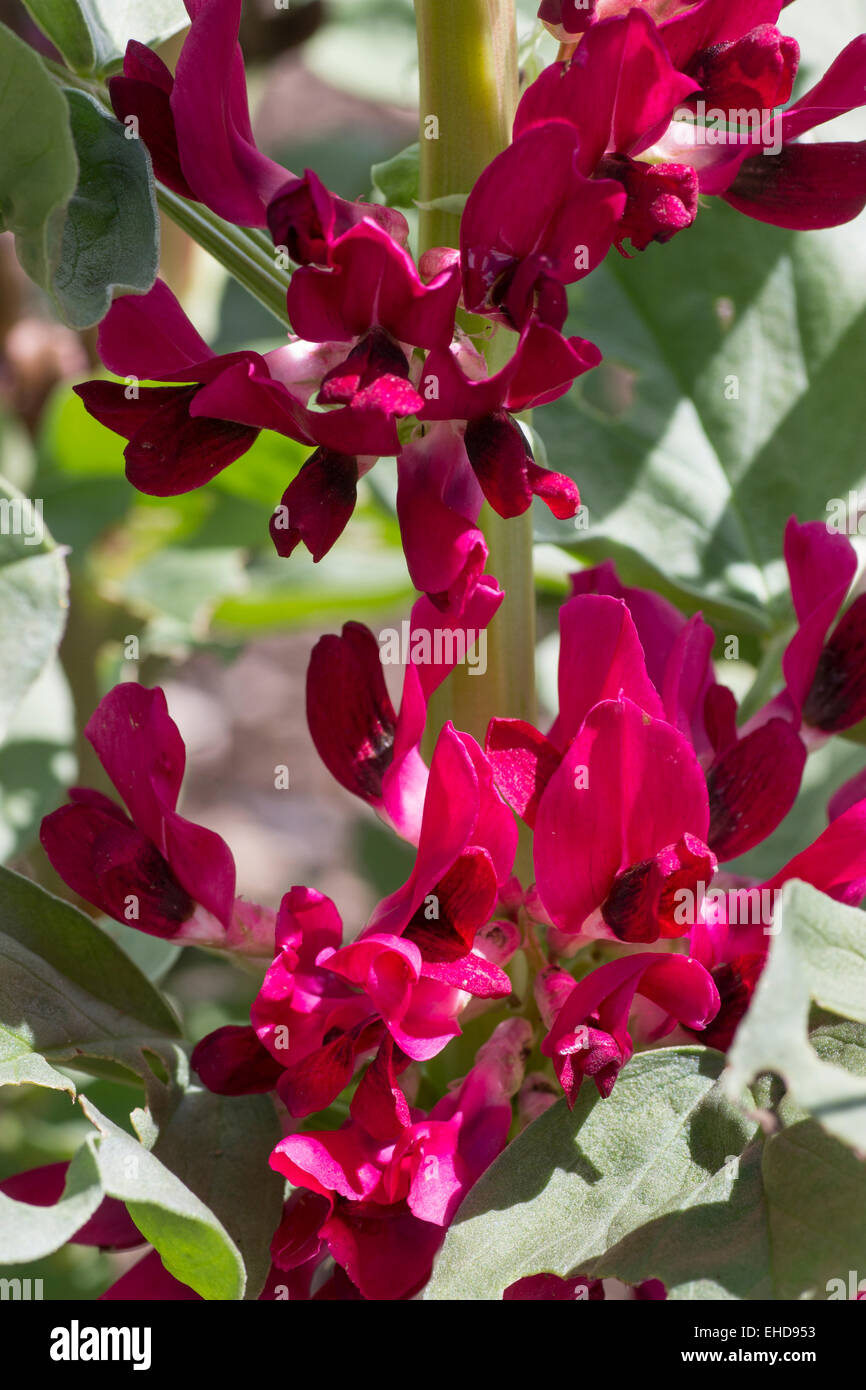 Rote Blumen breit oder Fava Bean, Vicia Faba, ein Erbe Vielfalt wächst in Heligan Gärten in Cornwall Stockfoto