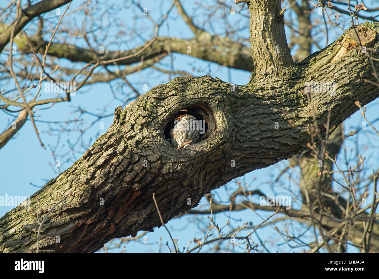 Erwachsenen Steinkauz Schlafplatz in Loch im Baum Stockfoto