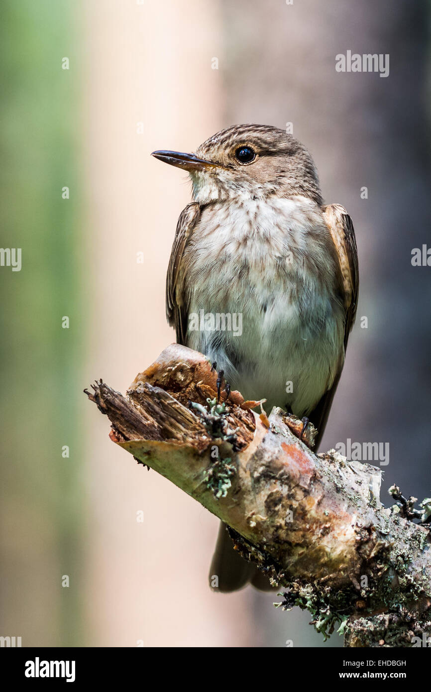 Grauschnäpper (Muscicapa Striata) Stockfoto