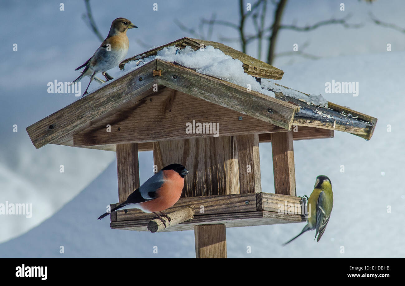 Vogelhaus im Winter mit einem Tit, ein Gimpel und ein Kernbeißer, Vogel