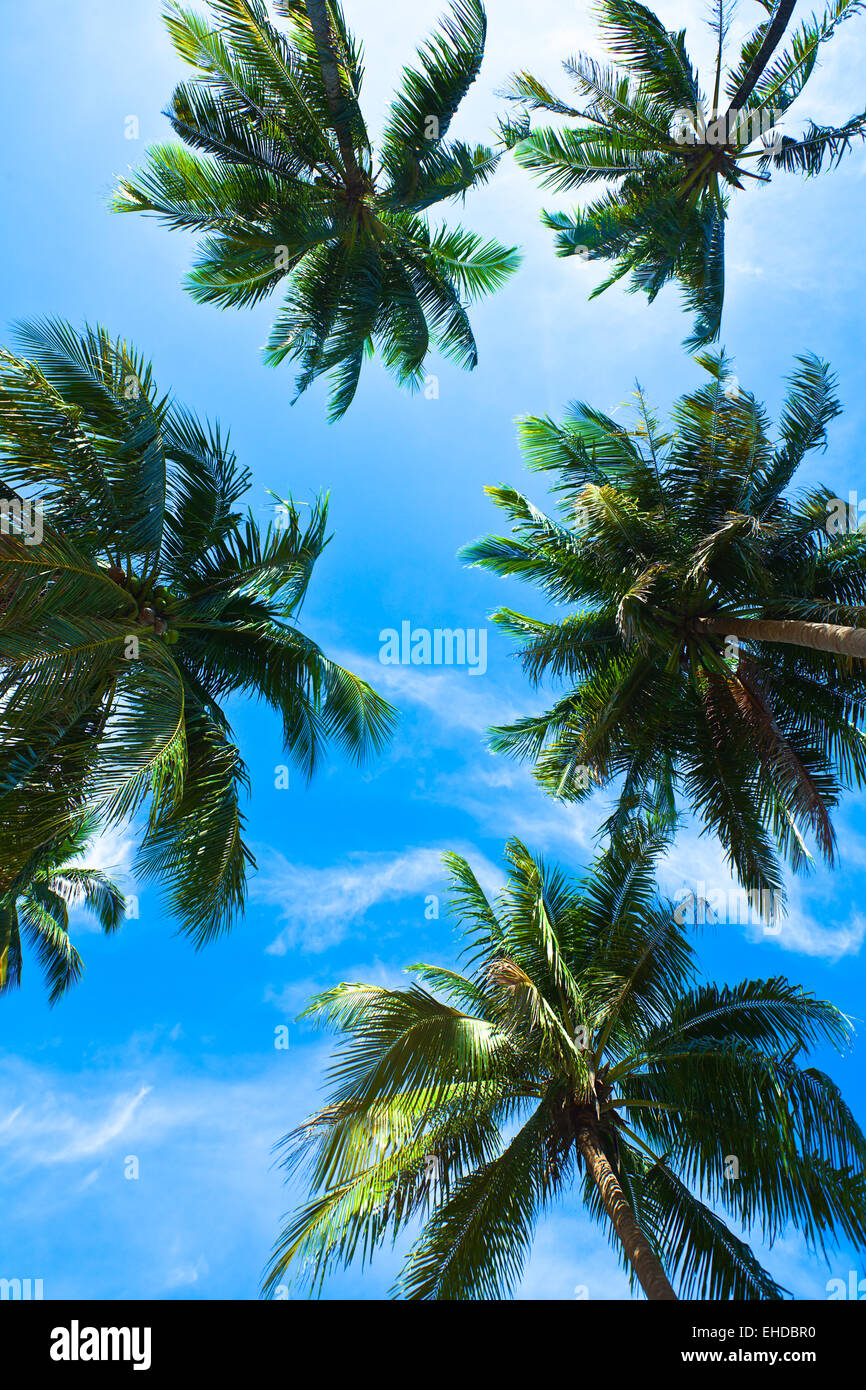 Kokospalme Köpfe auf blauen Himmel. Thailand Stockfoto