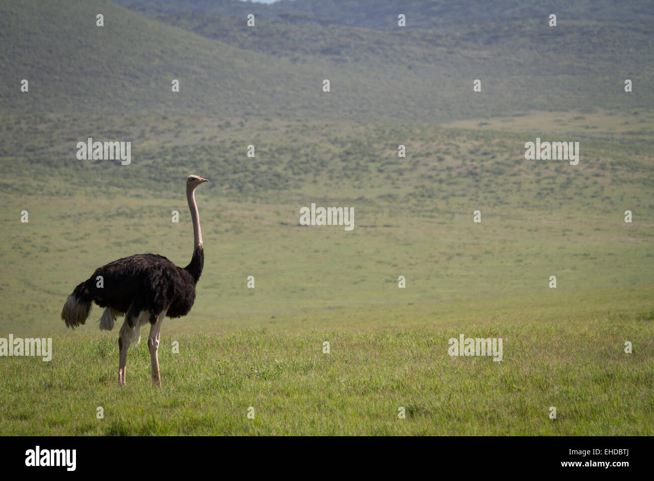 Männliche gemeinsame Strauß (Struthio Camelus) in den Ngorogoro Crater. Stockfoto