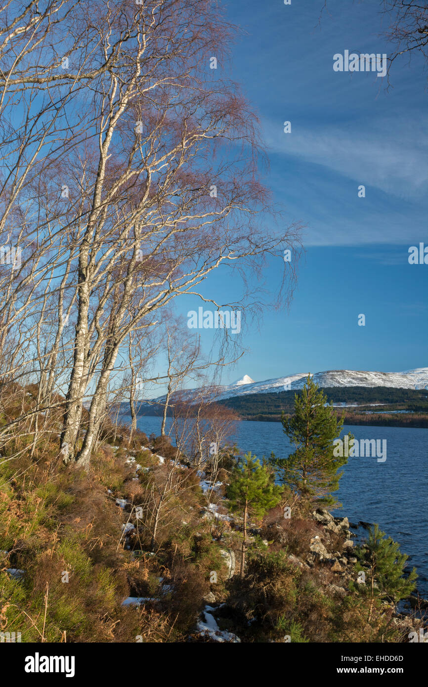 Schiehallion Highland Perthshire Loch Rannoch Bergblick durch Birken Stockfoto