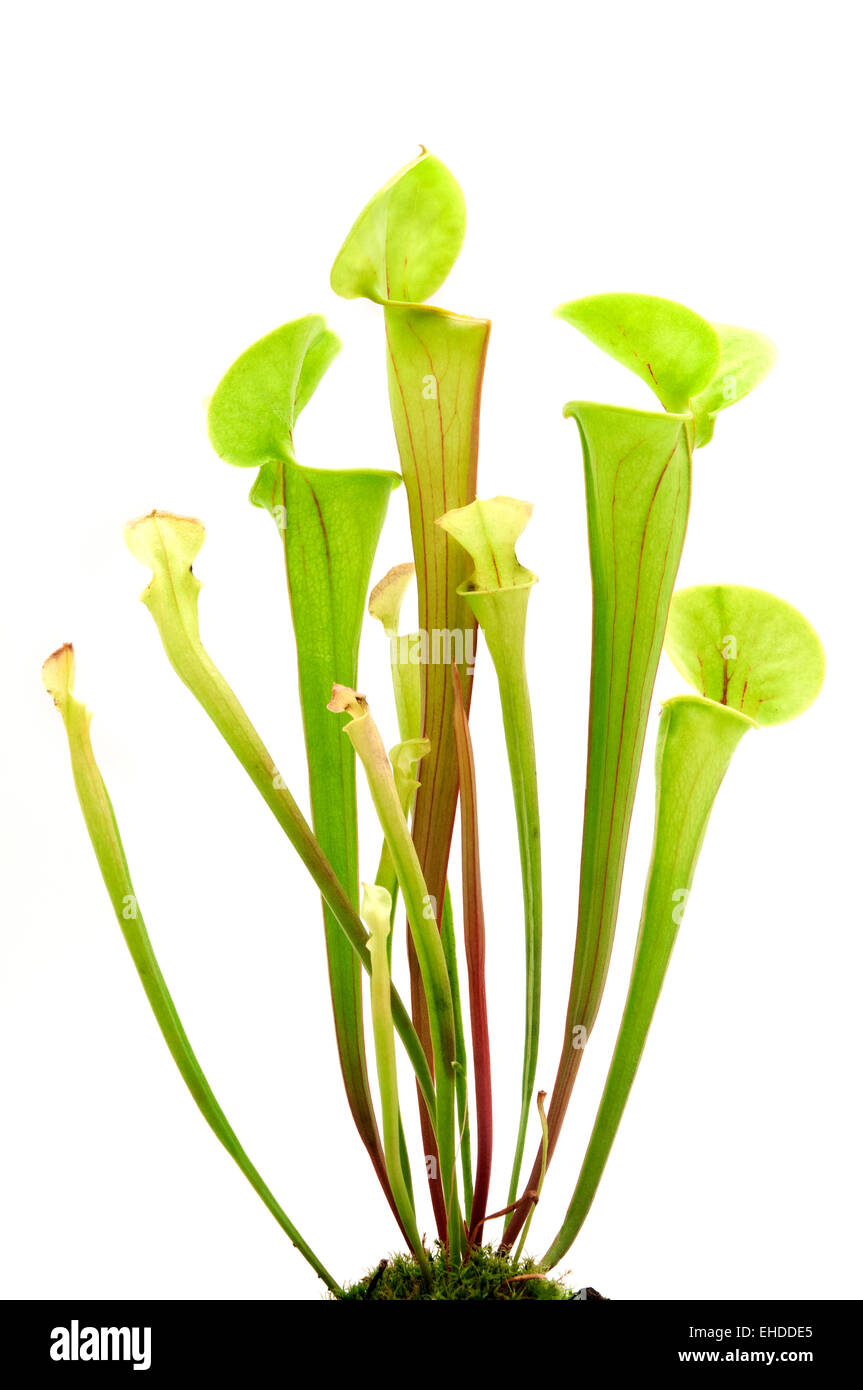 Gelbe Schlauchpflanze auf weißem Hintergrund Stockfoto