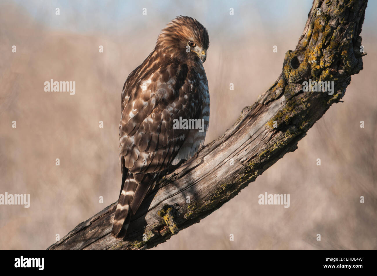 Rot-geschultert Falke (Buteo Lineatus) thront in einem Laubbaum aus dem beobachten Beute in der Gegend. Sacramento nationalen Wil Stockfoto