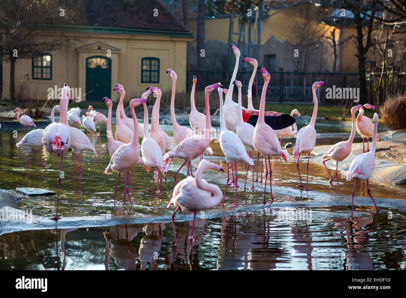 Rosa Flamingos Stockfoto