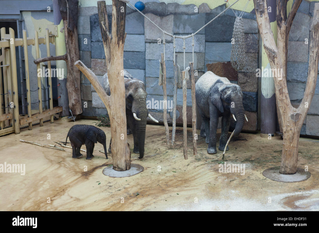 Elefantenfamilie Stockfoto