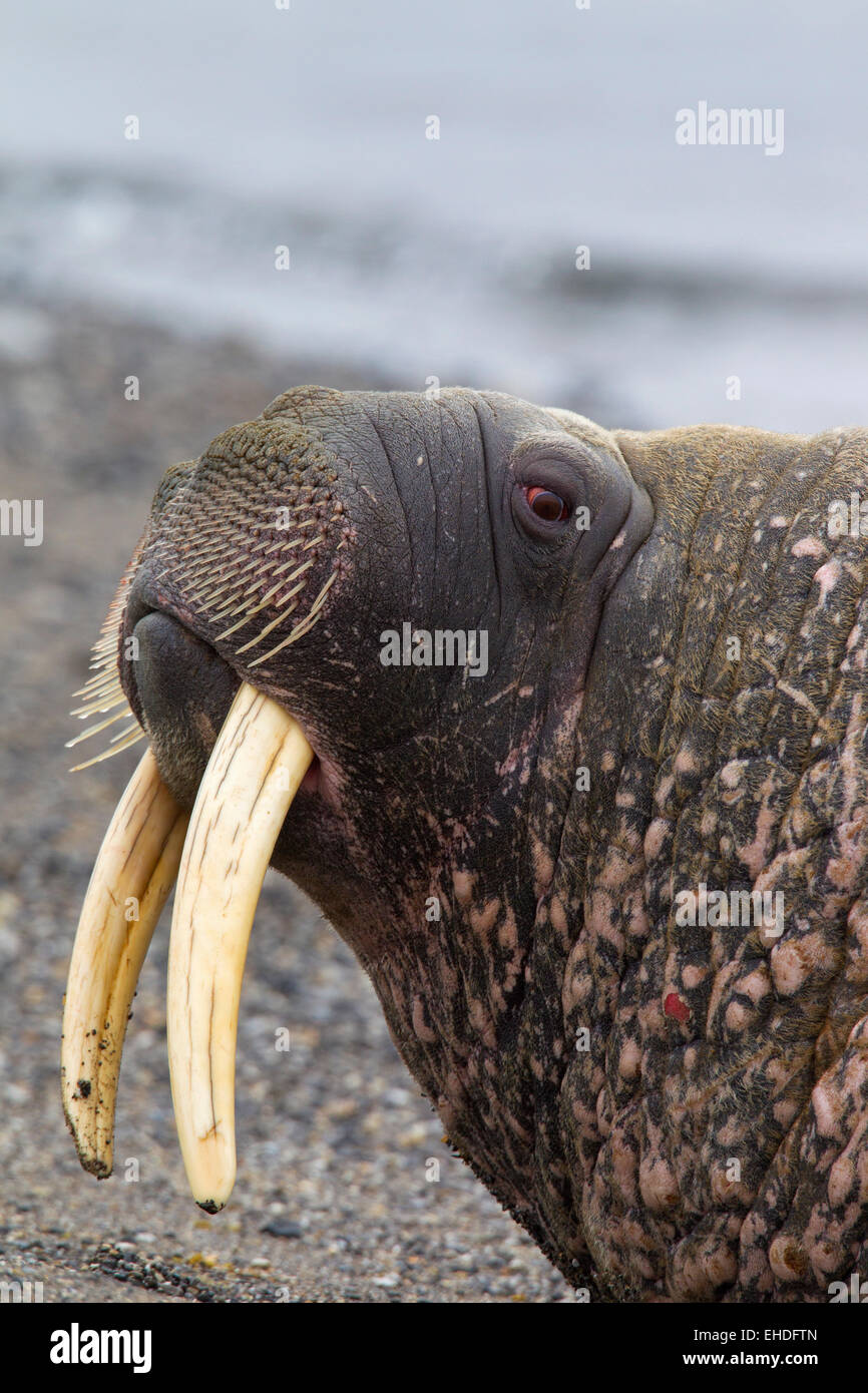 Walross (Odobenus Rosmarus) Nahaufnahme von Bull mit großen Stoßzähnen, die Ruhe am Strand Stockfoto