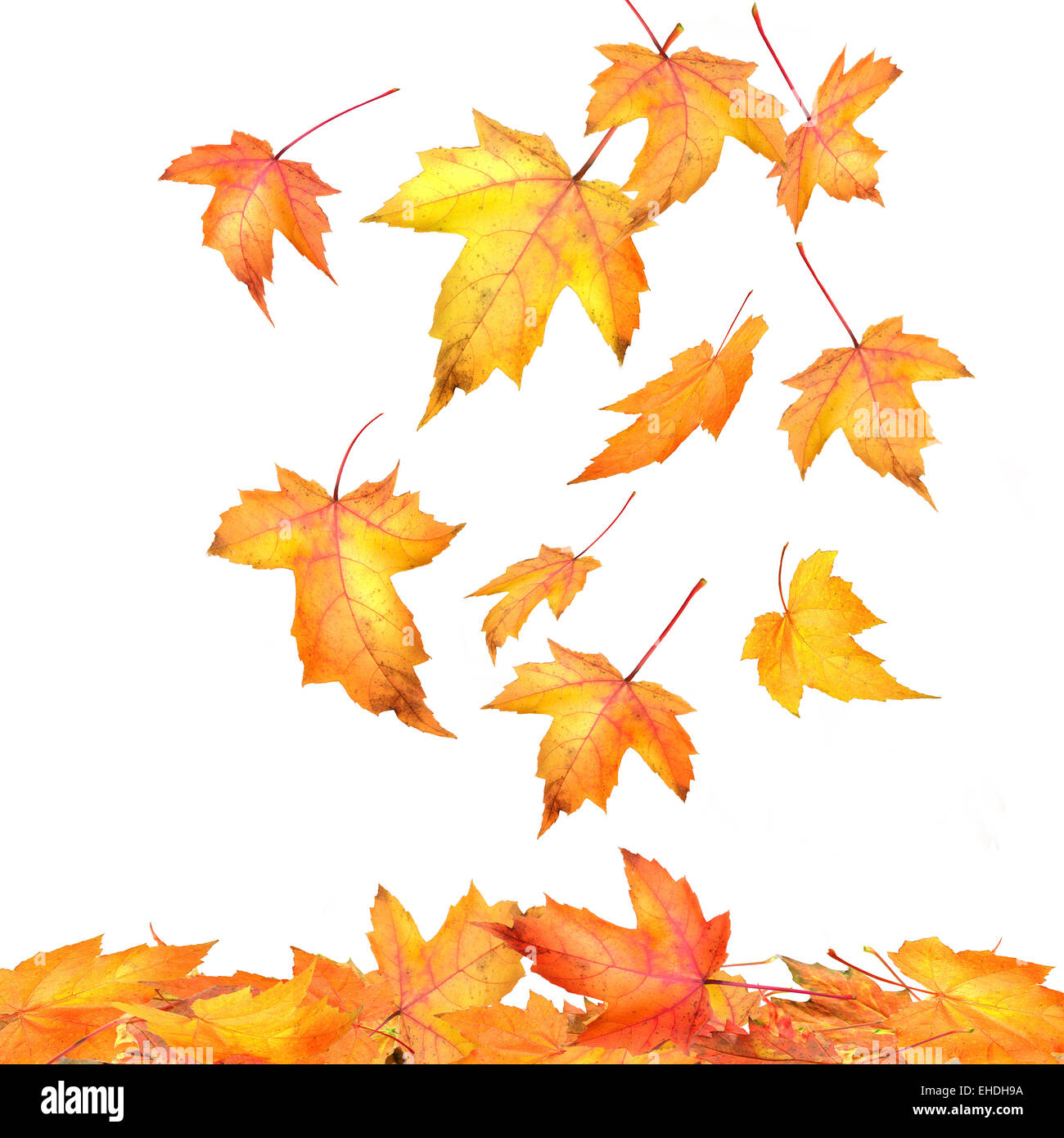 Ahorn-Blätter fallen auf weißem Hintergrund Stockfoto