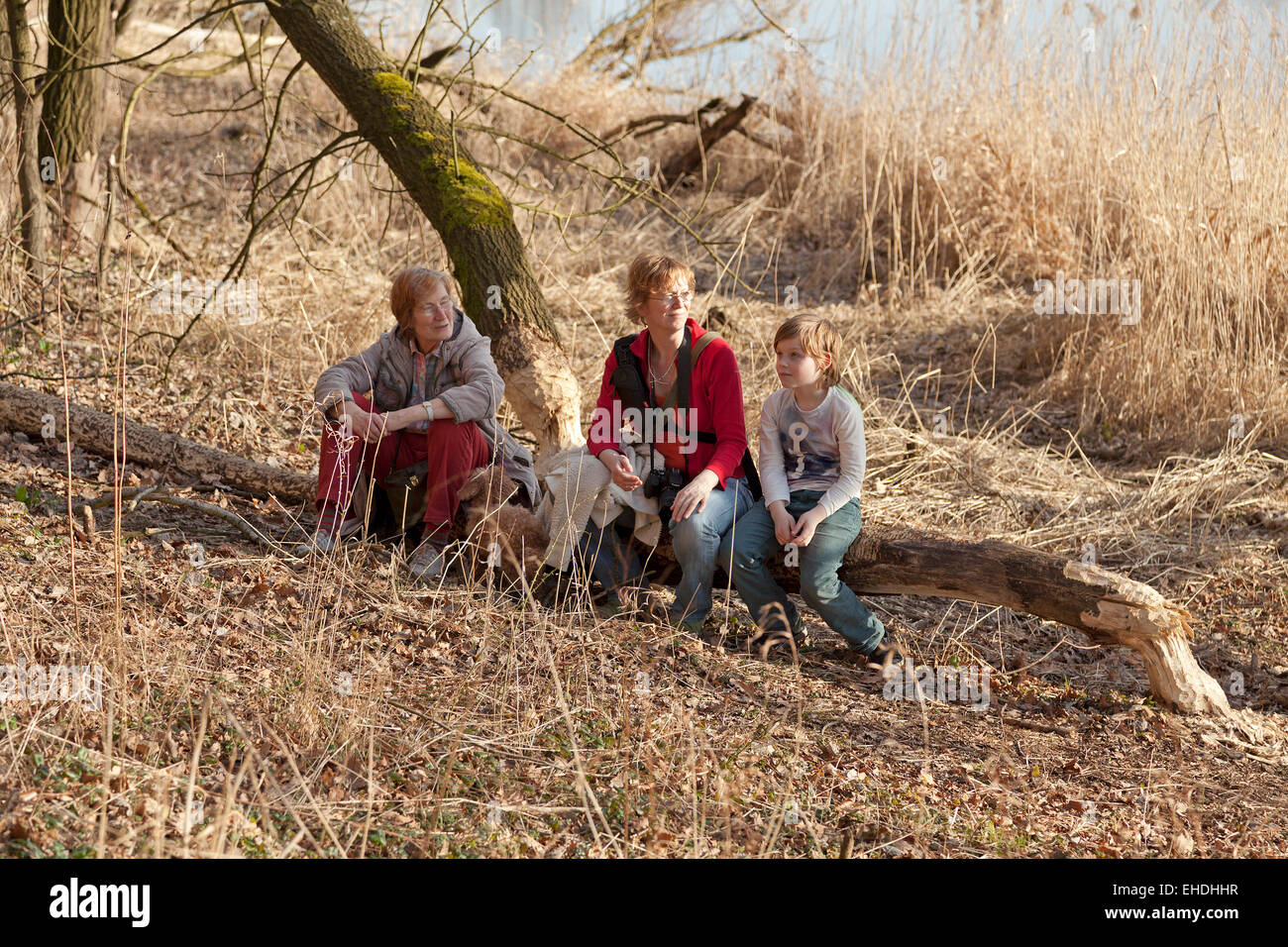 Familie sitzt auf einem Baum gefällt durch ein Biber in der Nähe von Sandkrug, Schnakenbek, Schleswig-Holstein, Deutschland Stockfoto