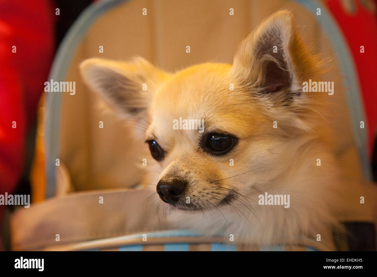 Chihuahua Hund Artu, Camargue, Provence, Frankreich, Europa Stockfoto