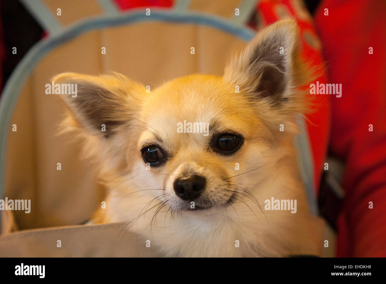 Chihuahua Hund Artu, Camargue, Provence, Frankreich, Europa Stockfoto