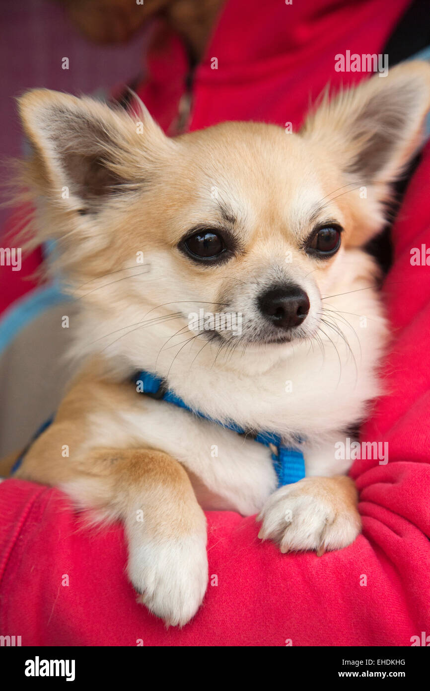 Chihuahua Hund Artu, Camargue, Provence, Frankreich, Europa Stockfoto