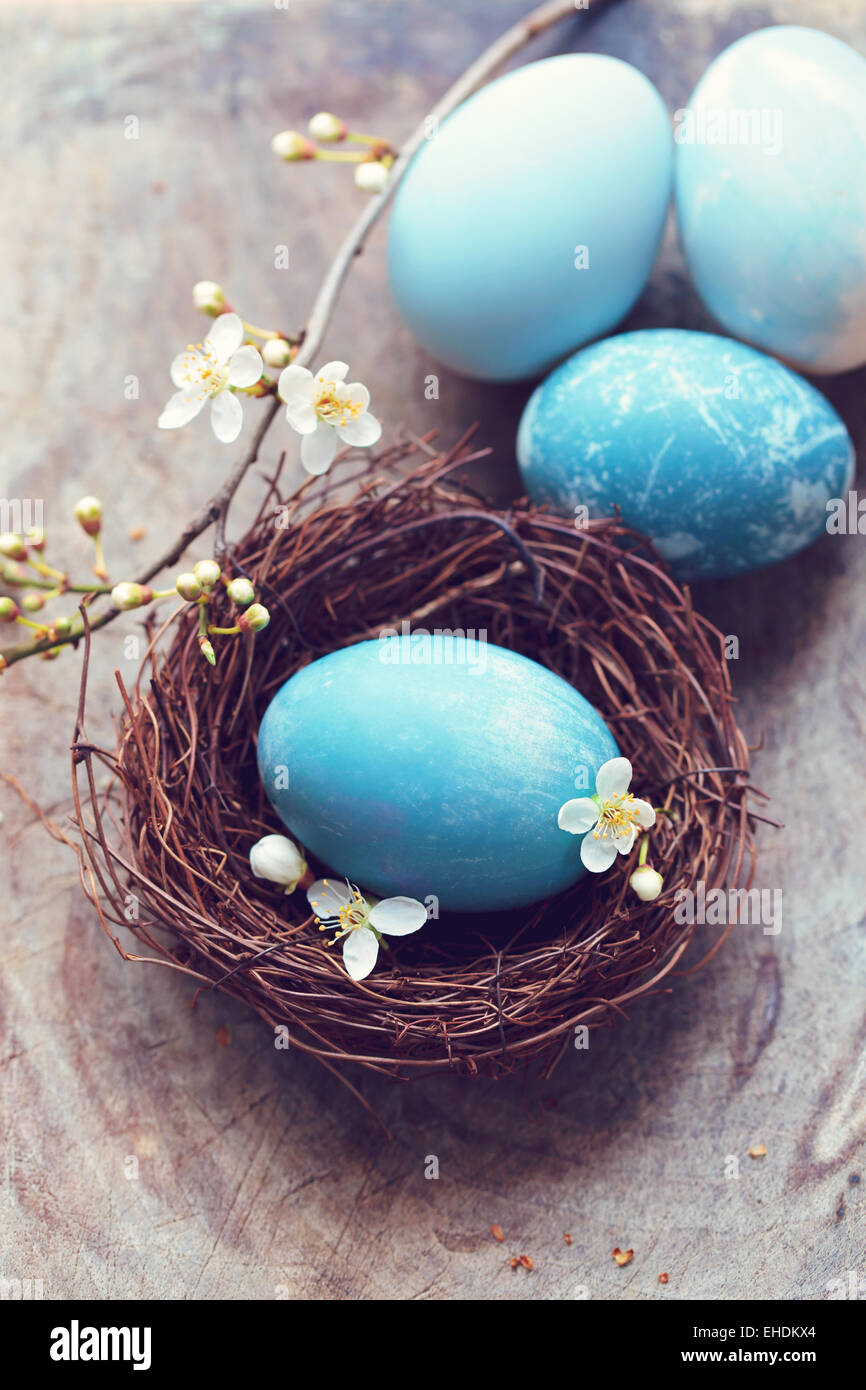 Blaue Ostereier in einem nest Stockfoto