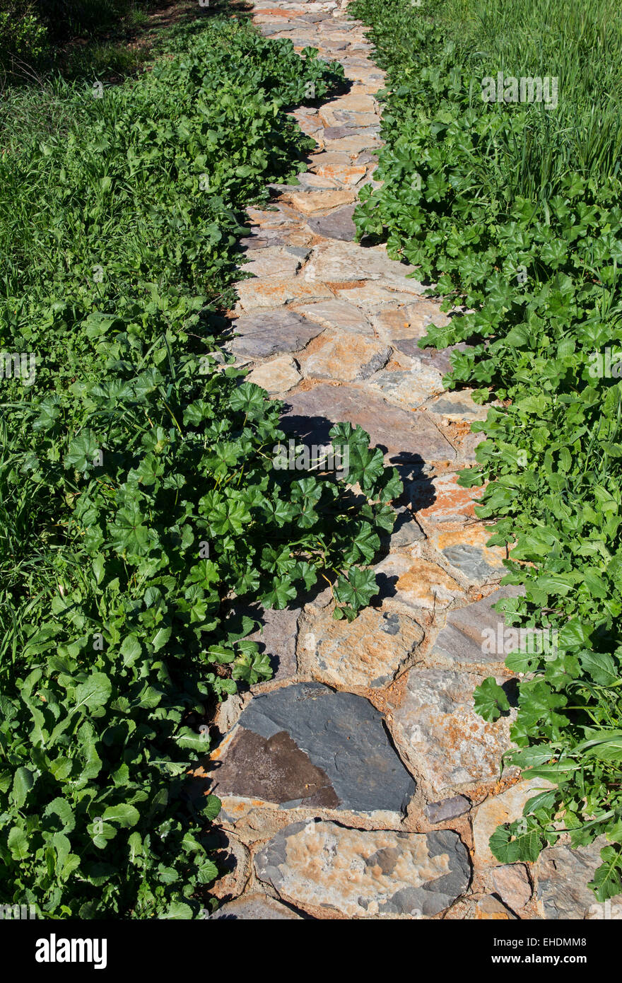 Stein-Gehweg, Garten Trail, Ovid Weingut, Pritchard Hill, Napa Valley, Kalifornien, USA, Nordamerika Stockfoto